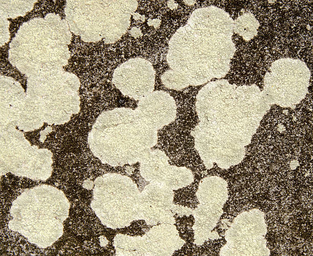 Lichen on sandstone stock photo
