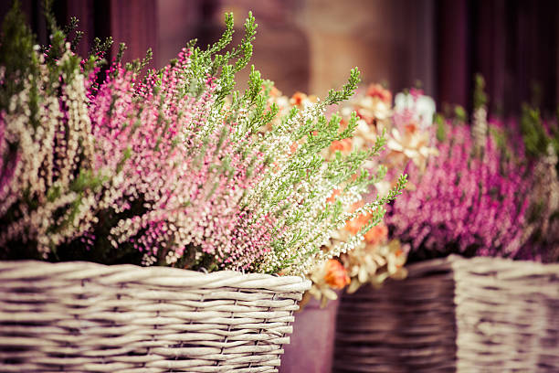istock Pink and purple heather in decorative flower pot 451965439