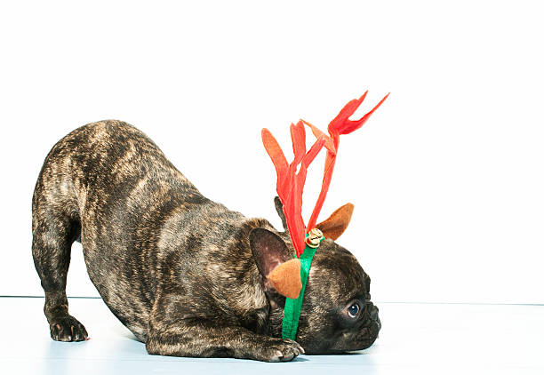 istock French bulldog dressed up for Christmas 451969511