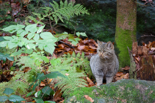 young european wildcat in autumn leaves