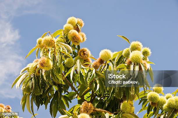 Chestnut Stock Photo - Download Image Now - Autumn, Backgrounds, Botany