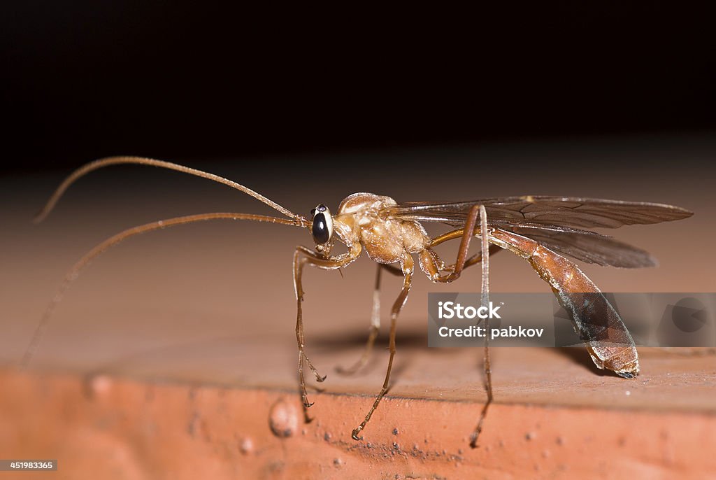 Insect Ichneumon wasp Animal Stock Photo