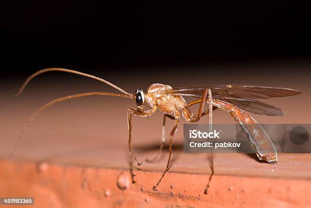 Insect Stock Photo - Download Image Now - Animal, Animal Wildlife, Backgrounds