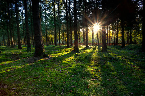 istock gold sunbeams in coniferous forest 451984875