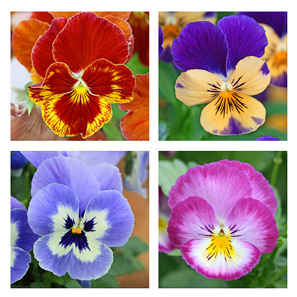 istock Collage with 4 pansy flowers 451985781