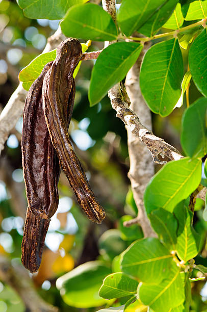 istock Pods of carob tree (Ceratonia siliqua) 451986175