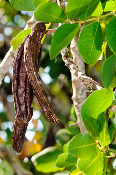 Photo of Pods of carob tree (Ceratonia siliqua)