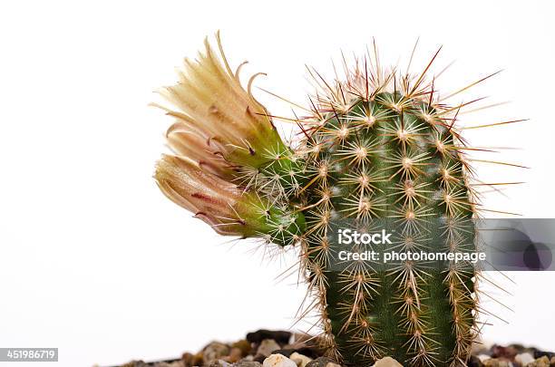 Echinocereus Triglochidiatus Con Fiore Giallo - Fotografie stock e altre immagini di Bocciolo - Bocciolo, Cactus, Capolino