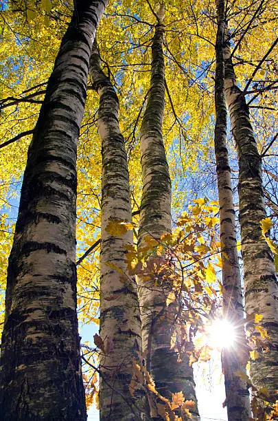 autumn time forest beautiful  birches and sunlight