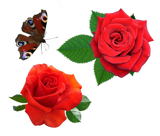 rosas de borboleta - butterfly flying tropical climate close to imagens e fotografias de stock