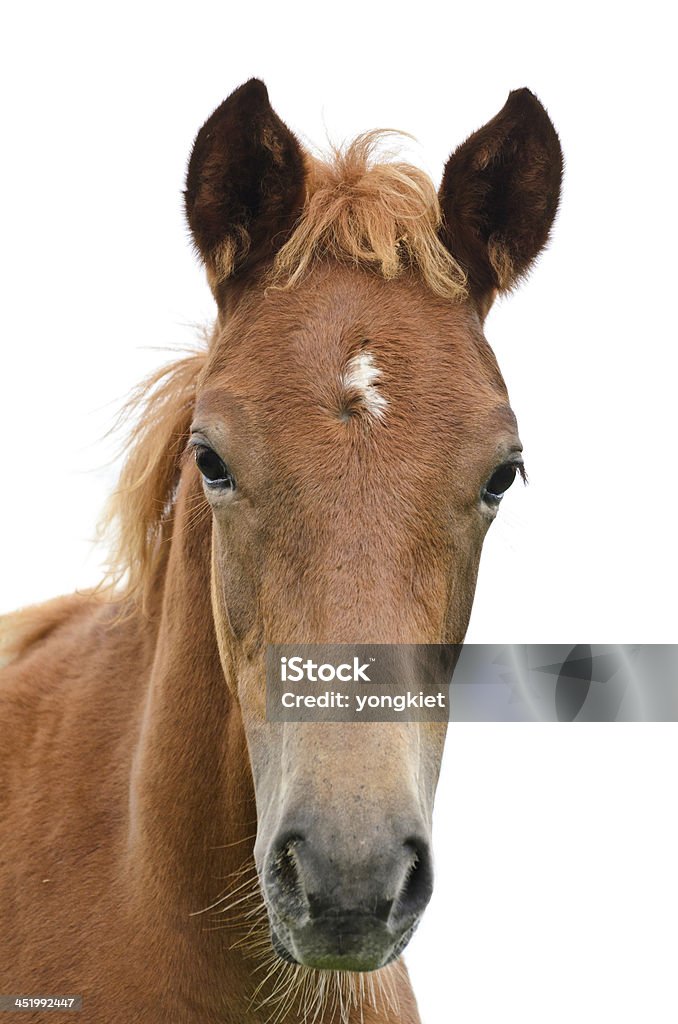Foto de Frente Da Cabeça De Cavalo e mais fotos de stock de Cavalo -  Família do cavalo - Cavalo - Família do cavalo, Fundo Branco, Cabeça de  animal - iStock