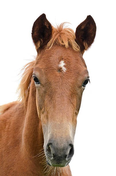 Foto de Frente Da Cabeça De Cavalo e mais fotos de stock de Cavalo -  Família do cavalo - Cavalo - Família do cavalo, Fundo Branco, Cabeça de  animal - iStock