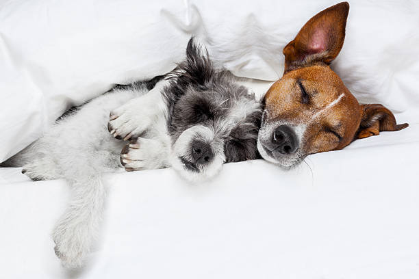 two dogs in love two dogs in love sleeping together in bed napping photos stock pictures, royalty-free photos & images