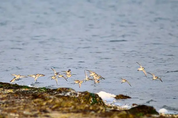 A small flock of Dunlin sandpipers lift off a rocky shore in unison as the typical do for no apparent reason at all, I think they simply enjoy it