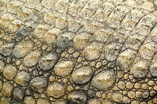 istock The skin of a dinosaur 451994333