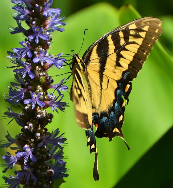 istock Eastern Tiger Swallowtail Butterfly 451997243