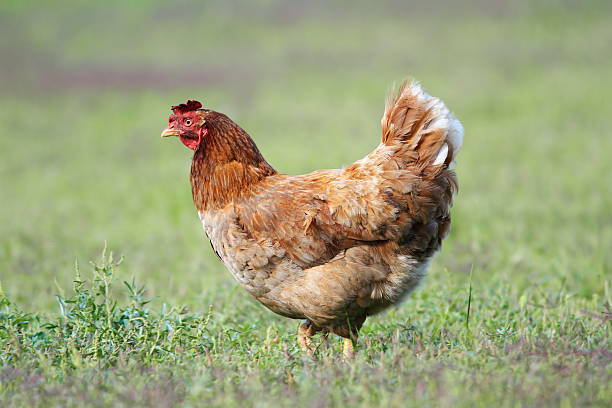 istock hen in the garden 452001377