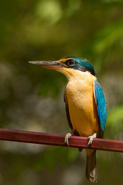 Sacred Kingfisher. Sacred Kingfisher, perched looking for food.Sacred Kingfisher, perched looking for food. todiramphus sanctus stock pictures, royalty-free photos & images