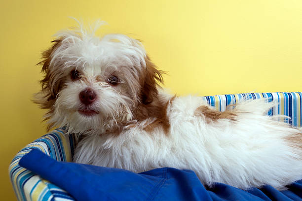 Shoodle A Shoodle is a cross between a shih-tzu and a toy poodle tibetan lion dog stock pictures, royalty-free photos & images