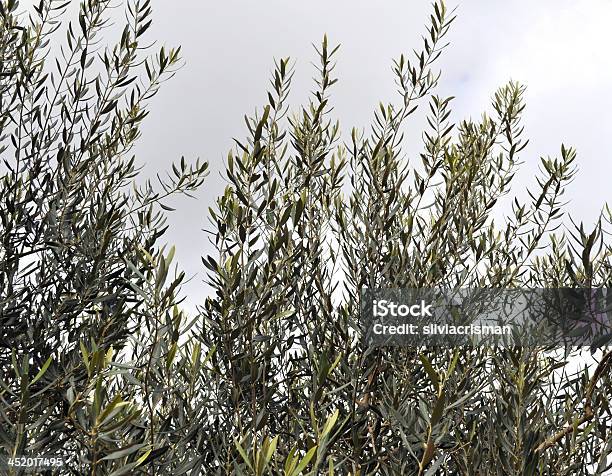 Willow Tree Stock Photo - Download Image Now - Green Color, Horizontal, Leaf