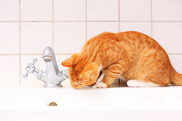 Animals at home - red cute little cat pet kitten in bathroom sink drinking water