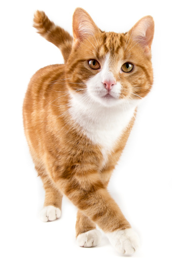 red male cat, walking towards camera, isolated in white background