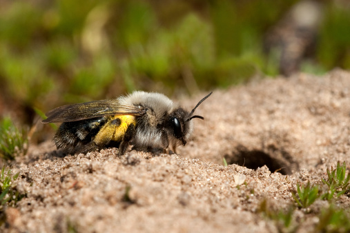 Solitary digger bee digging his hole to multiply species
