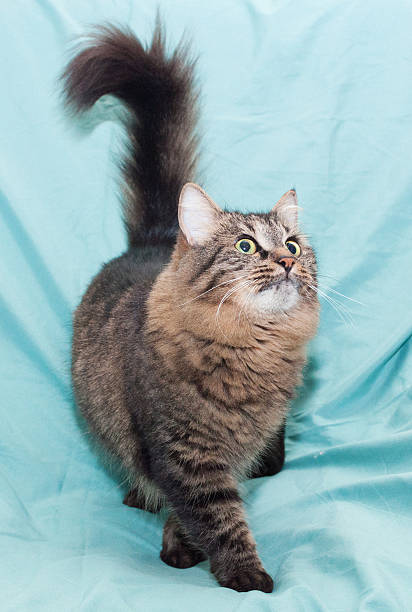 istock Striped green-eyed Siberian cat is, with his tail 452022095