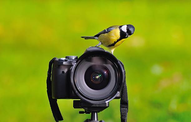 Great tit. The photographer of nature. bird watching photos stock pictures, royalty-free photos & images