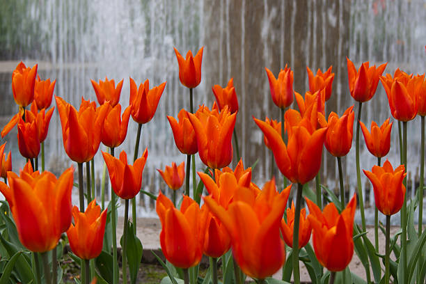 Tulips stock photo