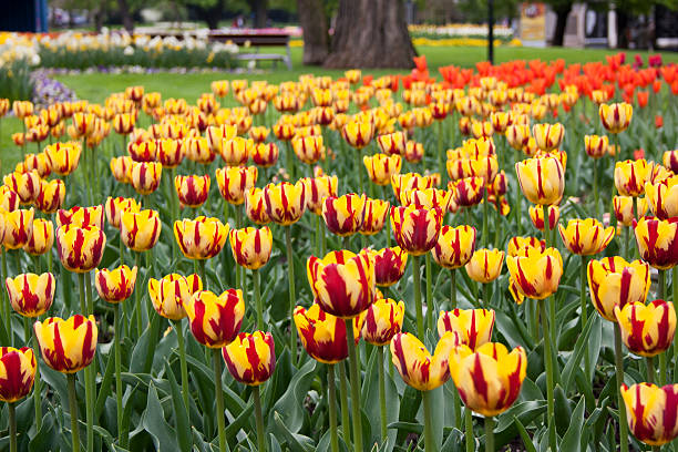 Tulips stock photo