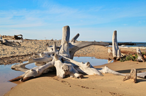 Driftwood on beach at Oregon Coast, Oregon, USA