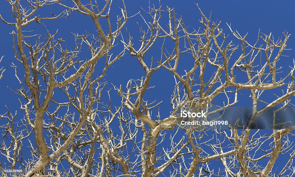 Dead wood Day Stock Photo