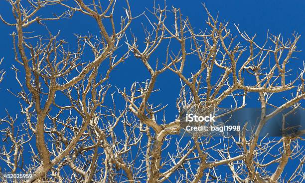 Dead Wood Stock Photo - Download Image Now - Day, Drought, Horizontal