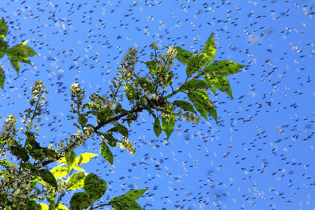 istock Swarm of Mosquitos 452026327