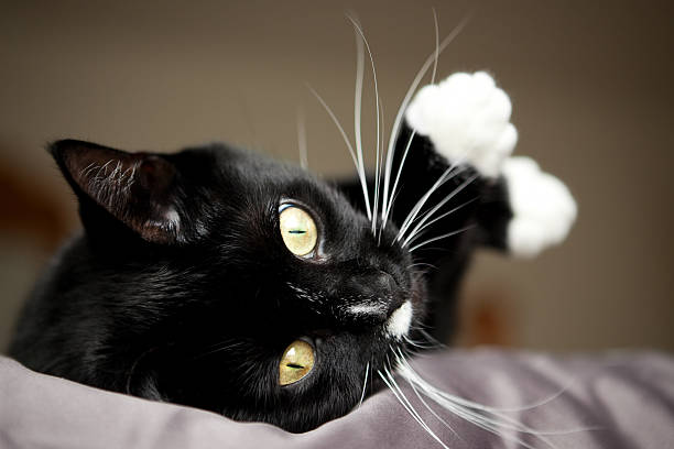 istock Black And White Cat Relaxing With Paws Up 452026501