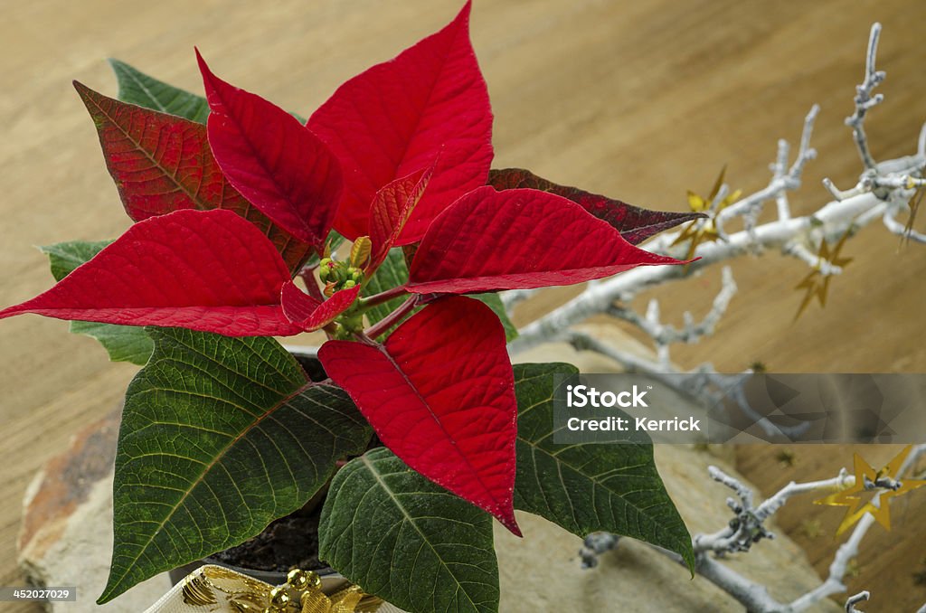 Poinsetta Dekoration für Weihnachten - Lizenzfrei Baumblüte Stock-Foto