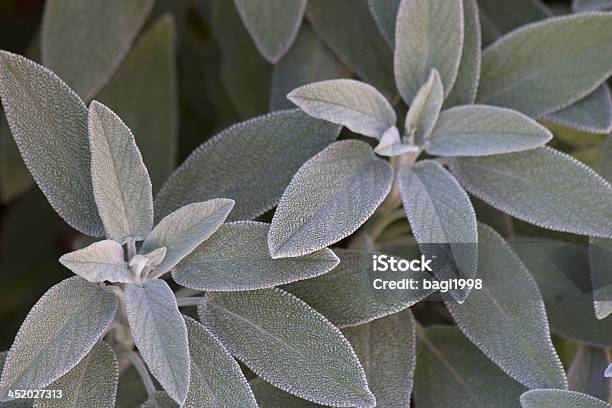 Green Tea Stock Photo - Download Image Now - Autumn, Day, Horizontal