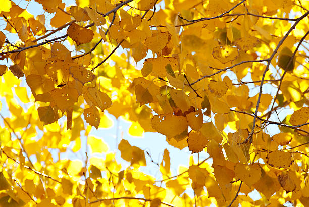 istock Yellow Poplar Autumn Leaves 452027451