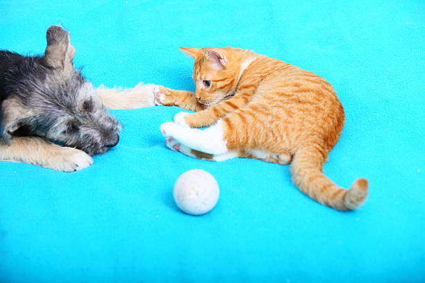 les animaux de compagnie à la maison chien et chat jouant ensemble sur le lit - domestic cat ginger two animals kitten photos et images de collection