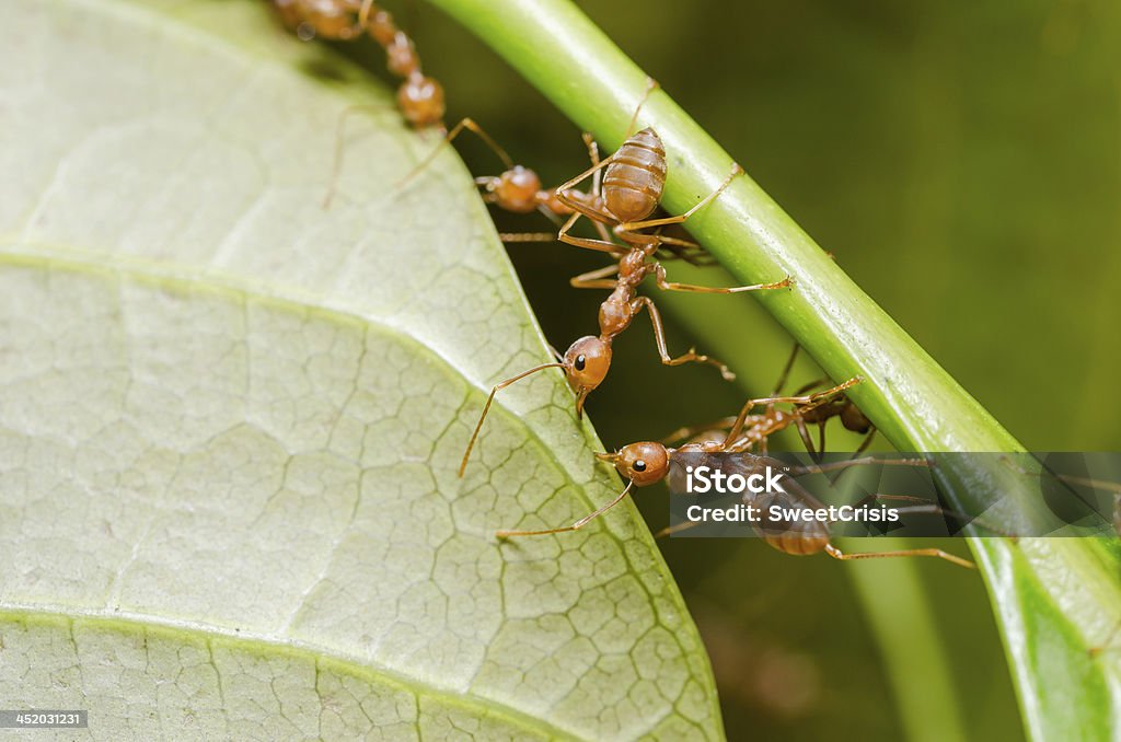 red ants teamwork red ants teamwork on  leaf in the team concept Animal Wildlife Stock Photo