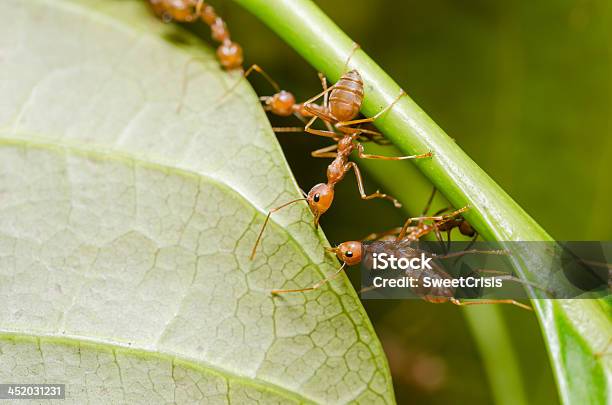 Red Ants Teamwork Stock Photo - Download Image Now - Animal Wildlife, Ant, Close-up