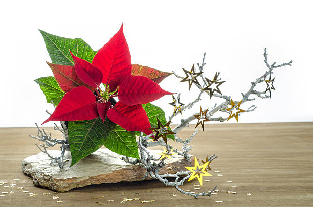 poinsetta decoration for christmas on a table