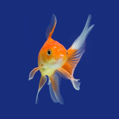 Goldfish isolated on blue background