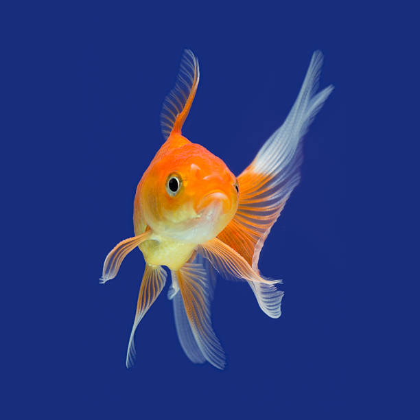 Goldfish Goldfish isolated on blue background goldfish stock pictures, royalty-free photos & images