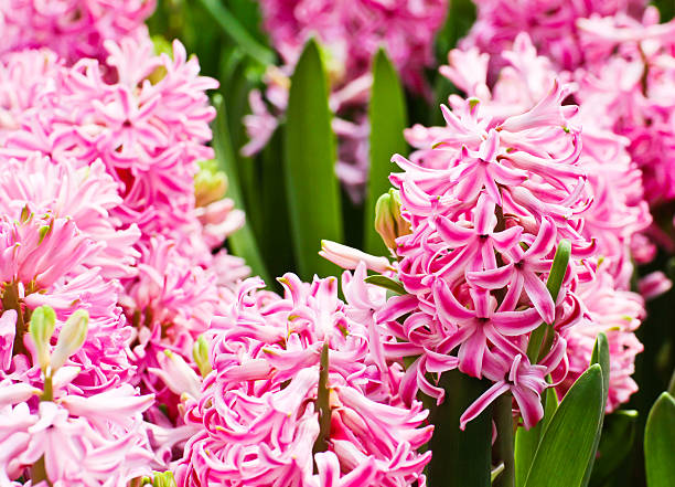 istock Colorful Tulips in Garden 452038291