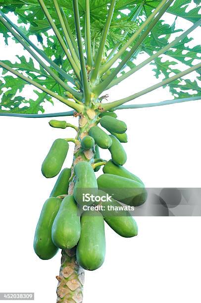 Papaia Árvores - Fotografias de stock e mais imagens de Copa da árvore - Copa da árvore, Cor verde, Figura para recortar