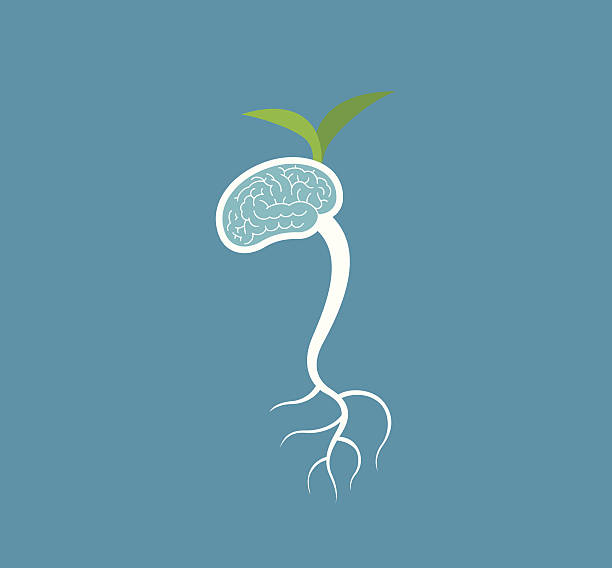 germinate мозга - brain healthcare and medicine contemplation power stock illustrations