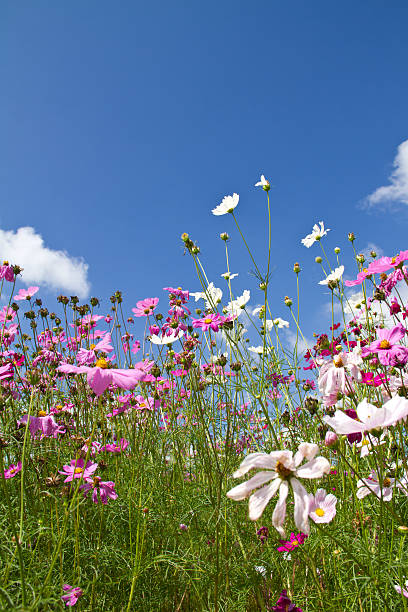 istock Cosmos  or Mexican aster flower 452039449