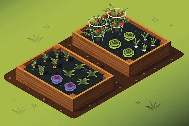 Vector illustration of Isometric Vegetable Garden